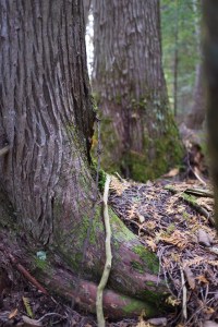 Silent healing series 6