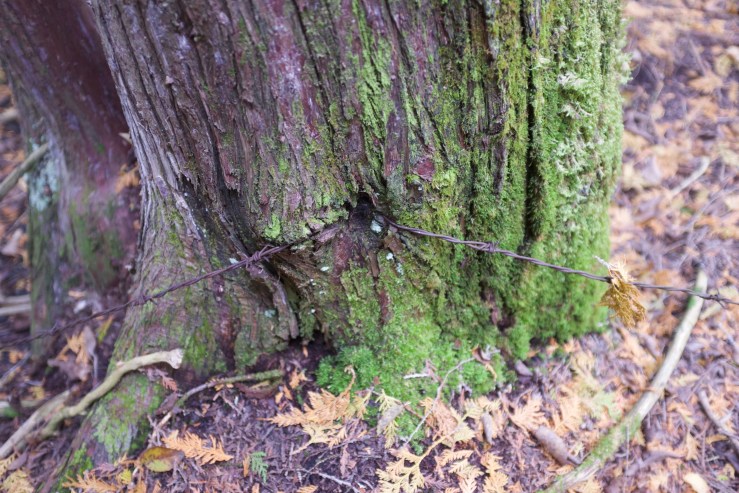 Silent healing series 9